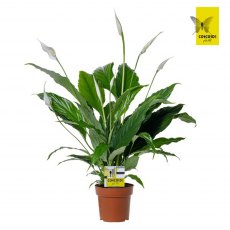 Spathiphyllum Sweet Chico 5+ 13cm Spathiphyllum Sweet Chico 5+ 13cm