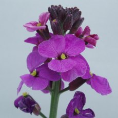Erysimum 'Bowles' Mauve' 2L Erysimum 'Bowles' Mauve' 2L