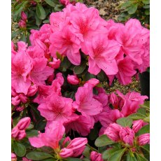 EVERGREEN AZALEA 'Dearest' 2L EVERGREEN AZALEA 'Dearest' 2L
