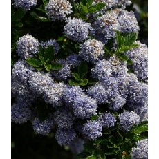 Ceanothus 'Blue Mound' 3L Ceanothus 'Blue Mound' 3L