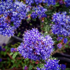 Ceanothus 'Dark Star' 3L Ceanothus 'Dark Star' 3L