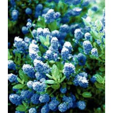 Ceanothus 'Skylark' 3L Ceanothus 'Skylark' 3L