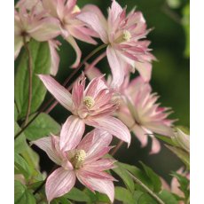 Clematis montana 'Marjorie' 2.5L/3L Clematis montana 'Marjorie' 2.5L/3L