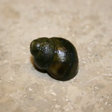 MOLLUSCS - Trapdoor snails - Viviparus viviparus - Each MOLLUSCS - Trapdoor snails - Viviparus viviparus - Each