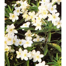 Choisya x dewitteana 'Aztec Pearl' 2L Choisya x dewitteana 'Aztec Pearl' 2L