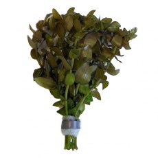 Bacopa Amplexicaulis (Bacopa) - Bunched Bacopa Amplexicaulis (Bacopa) - Bunched