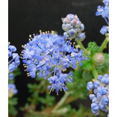 Ceanothus 'Puget Blue' 3L Ceanothus 'Puget Blue' 3L