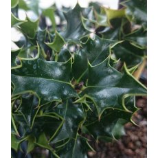 Ilex aquifolium 'Chris Whittle' 3L Ilex aquifolium 'Chris Whittle' 3L