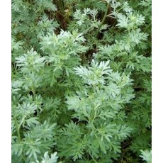 HERB Wormwood 9cm HERB Wormwood 9cm