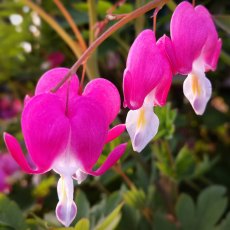 Lamprocapnos spectabilis 2L Lamprocapnos spectabilis 2L