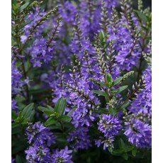 Hebe 'Garden Beauty Blue' 2L Hebe 'Garden Beauty Blue' 2L