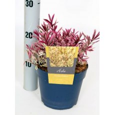 Hebe 'Golden Sunrise' 2L Hebe 'Golden Sunrise' 2L