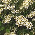 Viburnum plicatum f. tomentosum 'Mariesii' 5L Viburnum plicatum f. tomentosum 'Mariesii' 5L