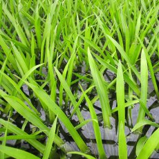 FLOATING PLANT - Stratiotes aloides FLOATING PLANT - Stratiotes aloides