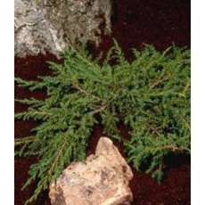 Juniperus communis 'Green Carpet' 3L Juniperus communis 'Green Carpet' 3L