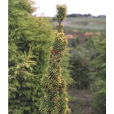 Taxus baccata 'Standishii' (F) 3L Taxus baccata 'Standishii' (F) 3L