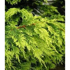 x Cuprocyparis 'Castlewellan'  2L x Cuprocyparis 'Castlewellan'  2L