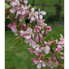 Malus 'Louisa' 12L Malus 'Louisa' 12L