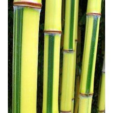 Phyllostachys aureosulcata f. spectabilis - 200/250cm 18L Phyllostachys aureosulcata f. spectabilis - 200/250cm 18L