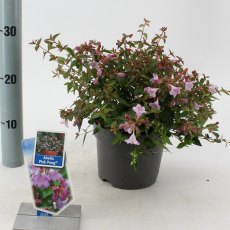 Abelia 'Ping Pong' 2L Abelia 'Ping Pong' 2L