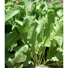 HERB Horseradish - 1L HERB Horseradish - 1L