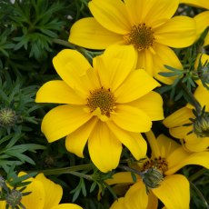 Bidens 'Sixbi Gold' 9cm/10cm Bidens 'Sixbi Gold' 9cm/10cm
