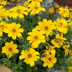 Bidens 'Sixbi Gold' 9cm/10cm Bidens 'Sixbi Gold' 9cm/10cm