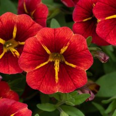Calibrachoa 'Cabaret Red Kiss' 9cm/10cm Calibrachoa 'Cabaret Red Kiss' 9cm/10cm