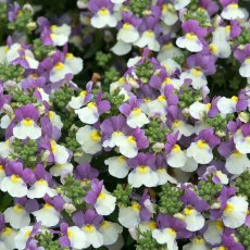 Nemesia 'Lady Kate' 9cm/10cm Nemesia 'Lady Kate' 9cm/10cm