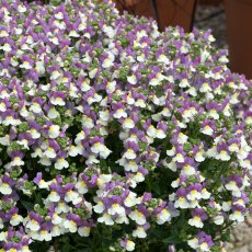 Nemesia 'Lady Kate' 9cm/10cm Nemesia 'Lady Kate' 9cm/10cm
