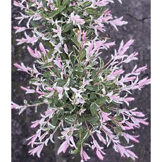 Salix integra 'Flamingo' 100cm std 5L Salix integra 'Flamingo' 100cm std 5L