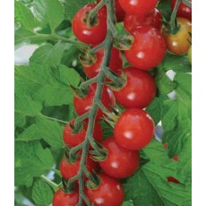 Tomato 'Sweet Aperitif' 8.5cm/9cm Tomato 'Sweet Aperitif' 8.5cm/9cm