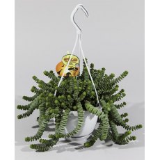 Crassula marnieriana Hottentot - Hanging 14 cm Crassula marnieriana Hottentot - Hanging 14 cm