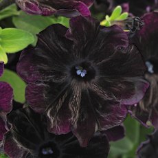 Petunia 'Black Velvet Improved' 9cm/10cm Petunia 'Black Velvet Improved' 9cm/10cm
