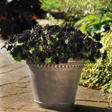 Petunia 'Black Velvet Improved' 9cm/10cm Petunia 'Black Velvet Improved' 9cm/10cm