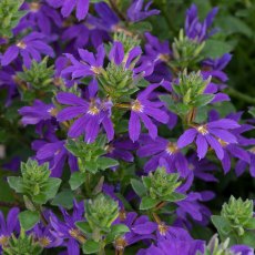 Scaevola 'Surdiva Deep Violet Blue' 9cm/10cm Scaevola 'Surdiva Deep Violet Blue' 9cm/10cm