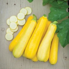 Courgette 'Butterstick' 9cm Courgette 'Butterstick' 9cm