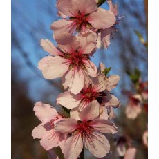 Almond (Prunus) 'Ingrid' - Bush - St.J.A. 12L Almond (Prunus) 'Ingrid' - Bush - St.J.A. 12L