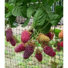 Loganberry (Rubus) 'Thornless LY654' 3L Loganberry (Rubus) 'Thornless LY654' 3L