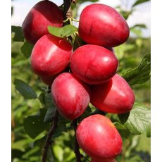 Mirabelle (Prunus) 'Ruby' COLUMNAR™ - Bush - VVA-1 12L Mirabelle (Prunus) 'Ruby' COLUMNAR™ - Bush - VVA-1 12L