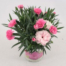 Dianthus 'I Love You' 10.5cm Dianthus 'I Love You' 10.5cm