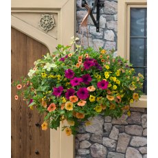Hanging Basket 'Bollywood' 30cm Hanging Basket 'Bollywood' 30cm