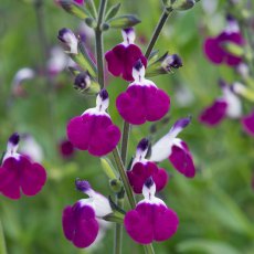 Salvia 'Amethyst Lips' 2L Salvia 'Amethyst Lips' 2L