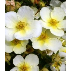 Potentilla fruiticosa 'Limelight' 3L Potentilla fruiticosa 'Limelight' 3L