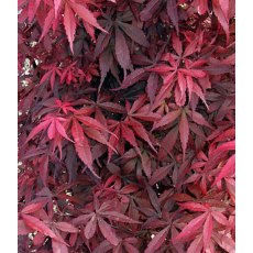 Acer palmatum 'Skeeter's Broom' 3L Acer palmatum 'Skeeter's Broom' 3L