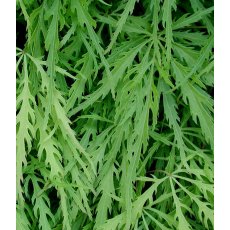 Acer palmatum var. dissectum 3L Acer palmatum var. dissectum 3L