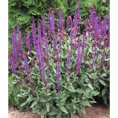 Salvia nemerosa 'Caradonna' 2L Salvia nemerosa 'Caradonna' 2L