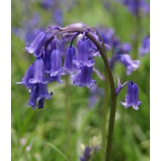 POTTED SPRING BULB British Bluebells 9cm POTTED SPRING BULB British Bluebells 9cm