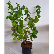 Corylus avellana 'Medusa' 4L Corylus avellana 'Medusa' 4L