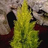 AUTUMN POT Cupressus macrocarpa 'Wilma'  13cm AUTUMN POT Cupressus macrocarpa 'Wilma'  13cm
